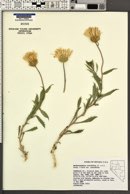 Machaeranthera tortifolia image