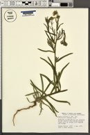 Madia elegans subsp. densifolia image