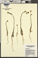 Madia elegans subsp. wheeleri image