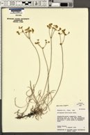 Eriogonum brevicaule var. cottamii image