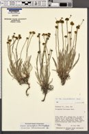 Eriogonum brevicaule var. laxifolium image