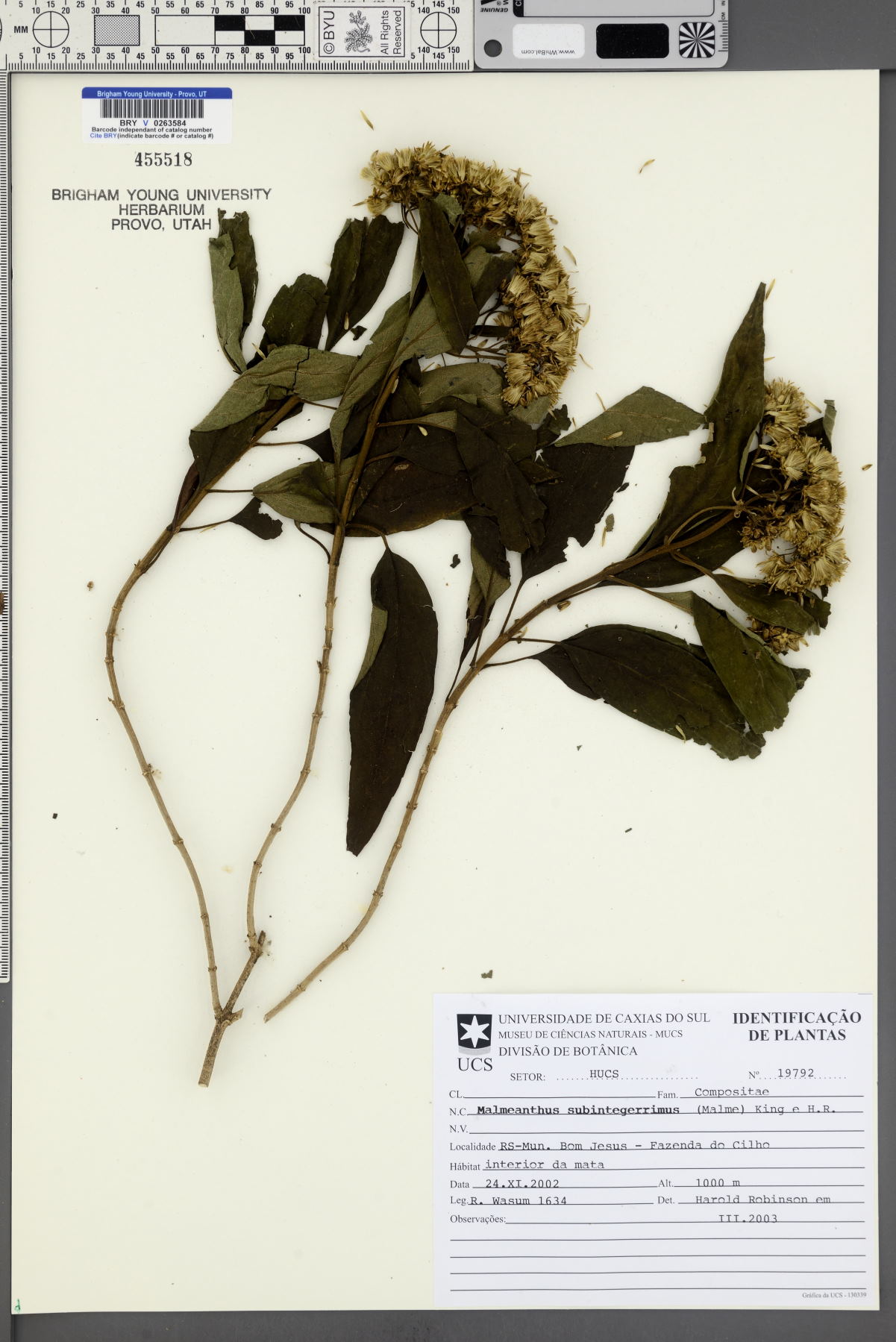 Malmeanthus subintegerrimus image