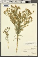 Dieteria canescens image