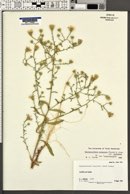 Dieteria canescens var. leucanthemifolia image