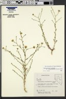 Dieteria canescens var. leucanthemifolia image