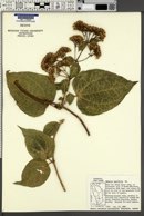 Mikania latifolia image