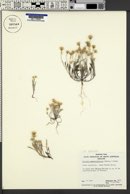 Millotia tenuifolia image