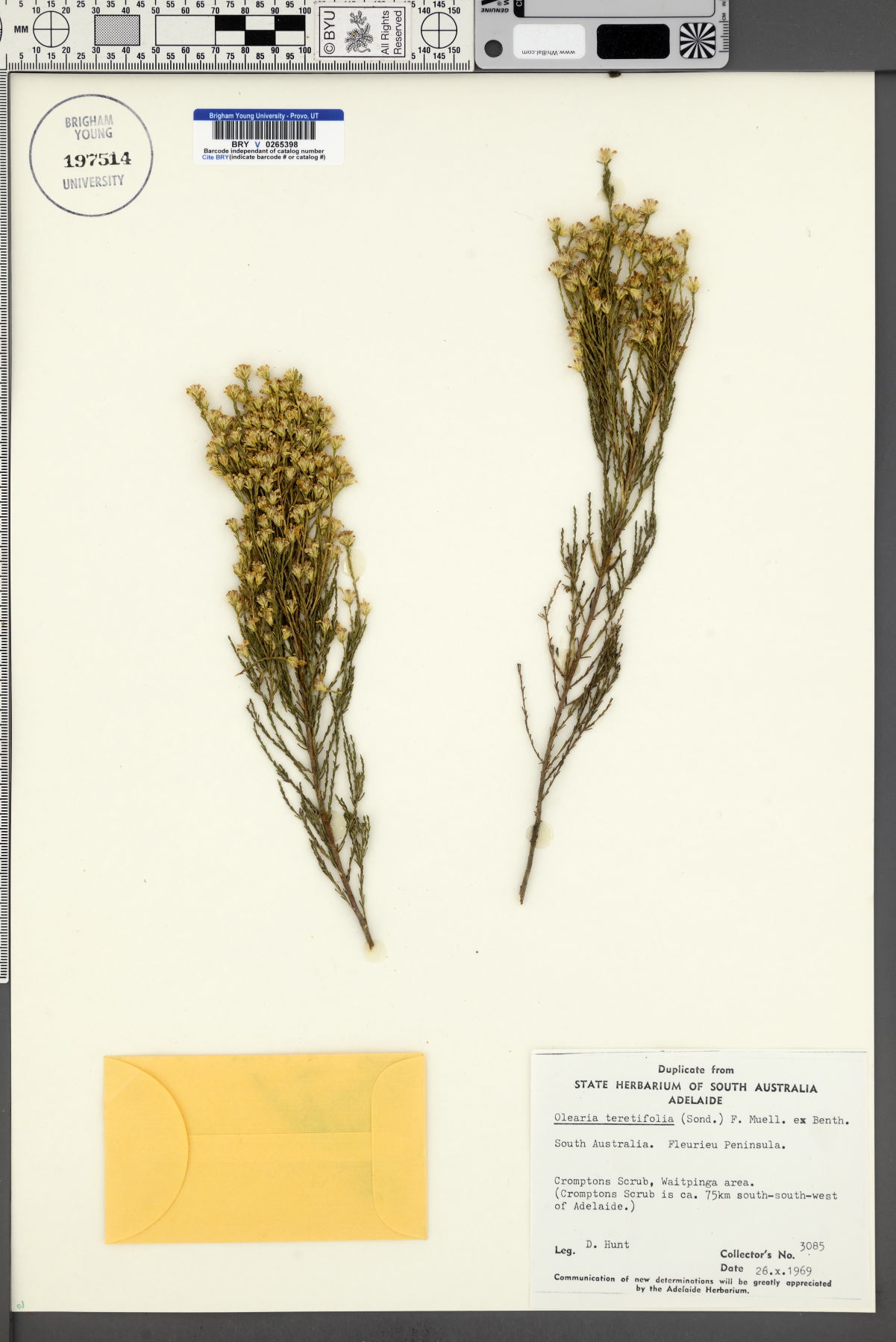 Olearia teretifolia image
