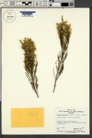 Image of Olearia teretifolia