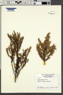 Image of Olearia ramulosa