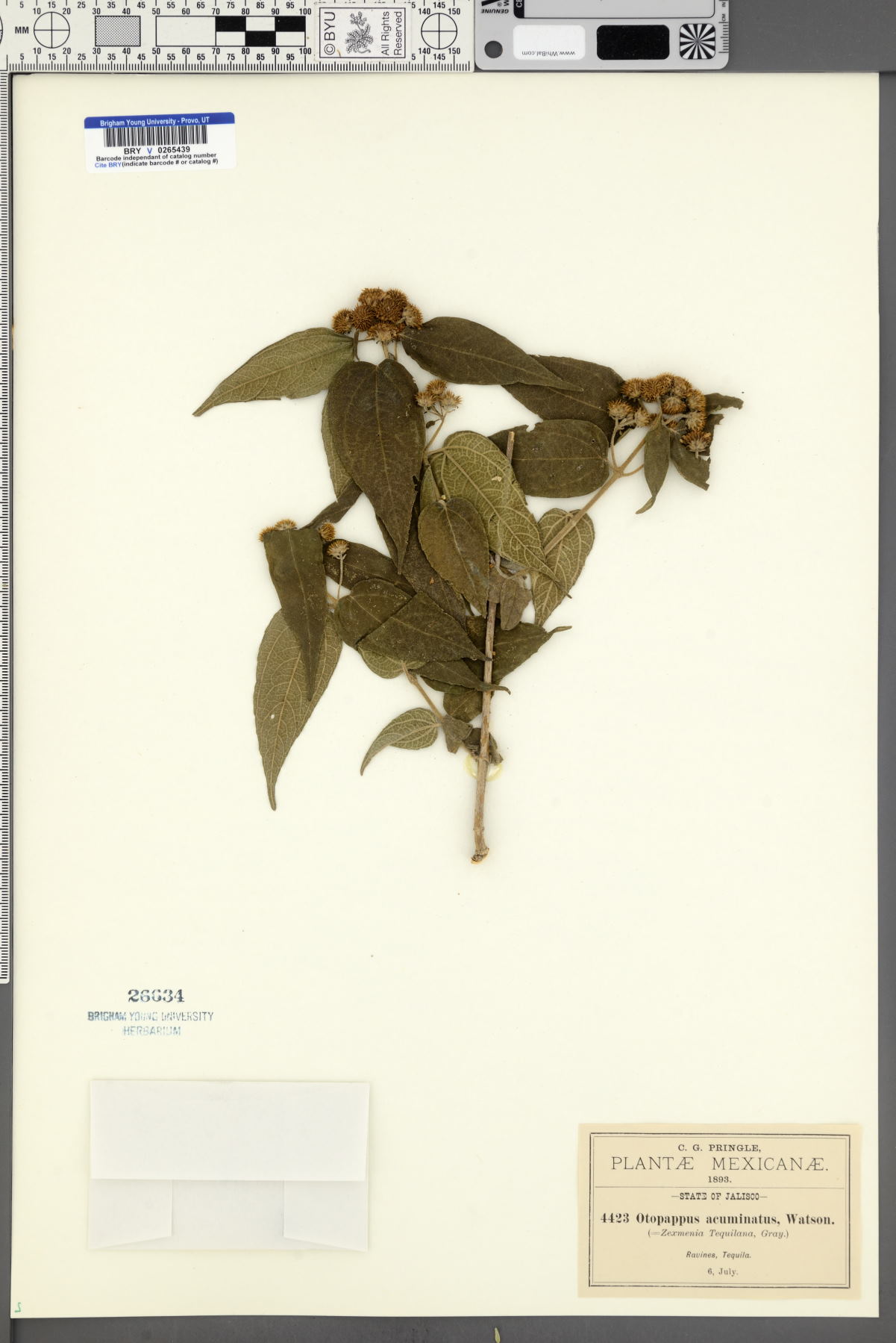 Otopappus acuminatus image
