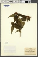Otopappus acuminatus image