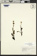 Packera cymbalaria image
