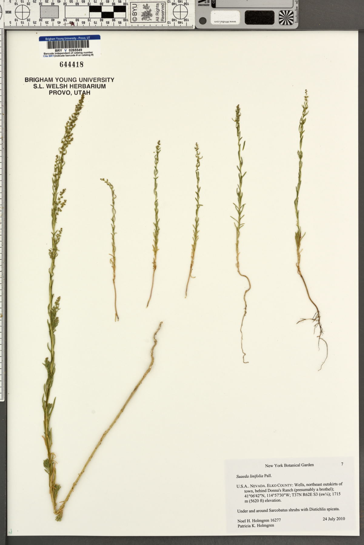 Suaeda linifolia image