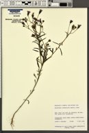 Palafoxia sphacelata image