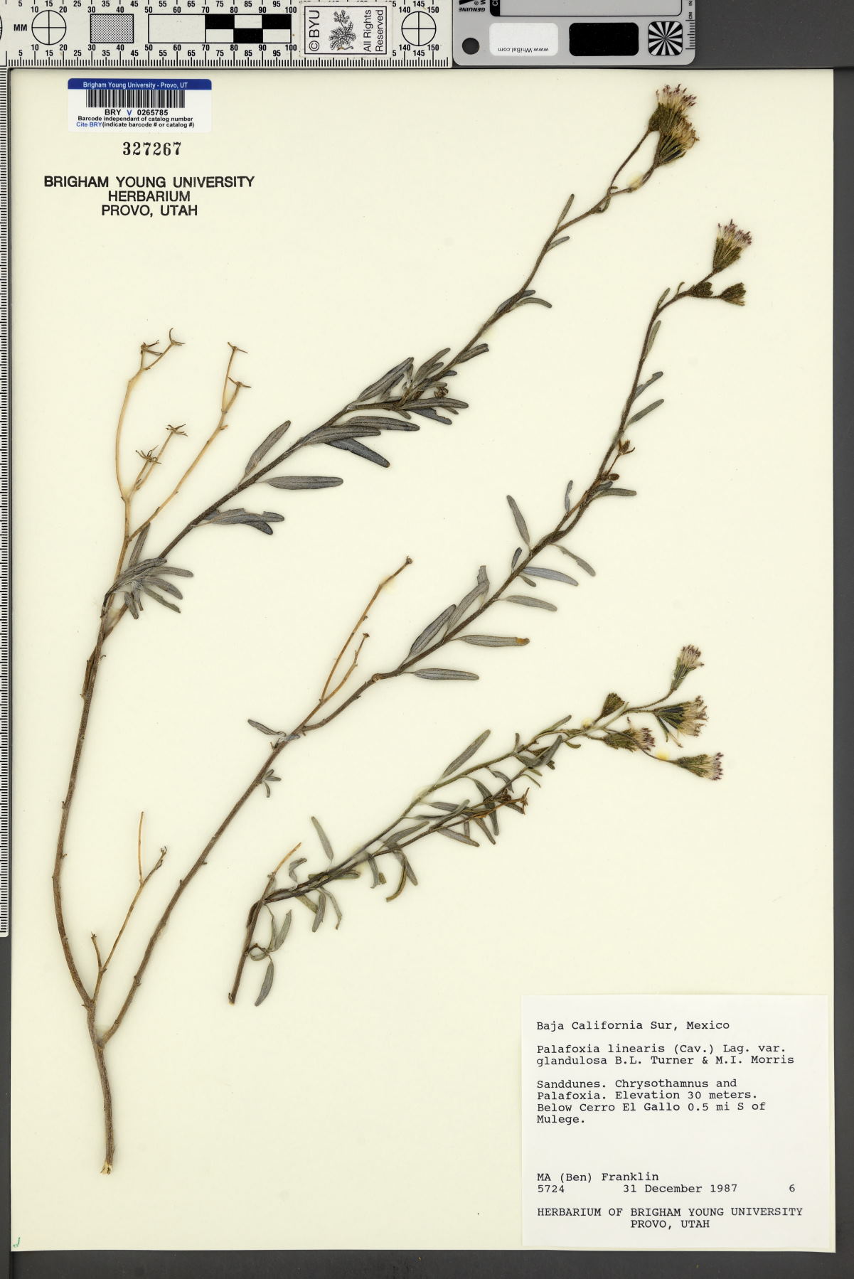 Palafoxia linearis var. glandulosa image
