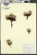 Parthenium ligulatum image