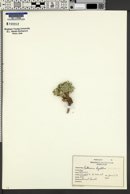 Parthenium ligulatum image