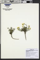 Physaria occidentalis var. goodrichii image