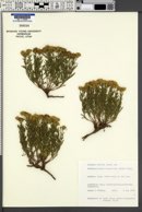 Picradeniopsis woodhousii image