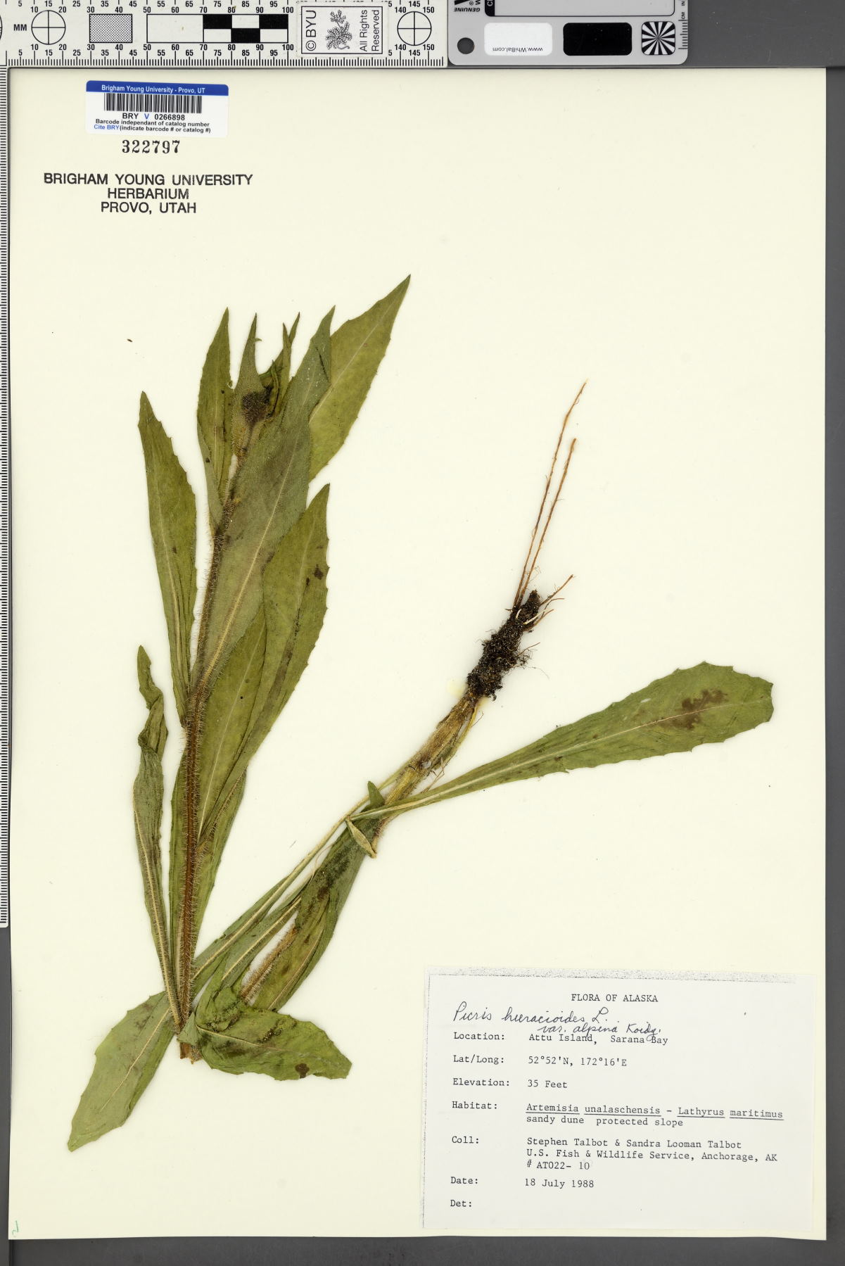Picris hieracioides var. alpina image