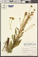 Platyschkuhria integrifolia var. desertorum image