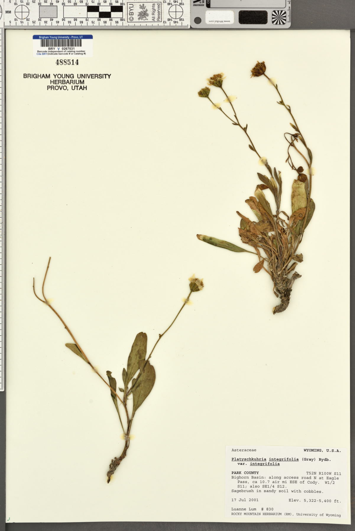 Platyschkuhria integrifolia var. integrifolia image
