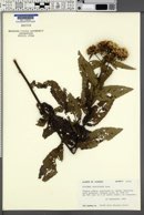 Pluchea longifolia image
