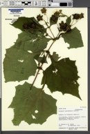 Smallanthus quichensis image