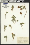 Trifolium leibergii image
