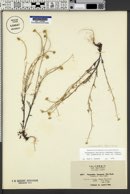 Pseudobahia bahiifolia var. pinnatifida image