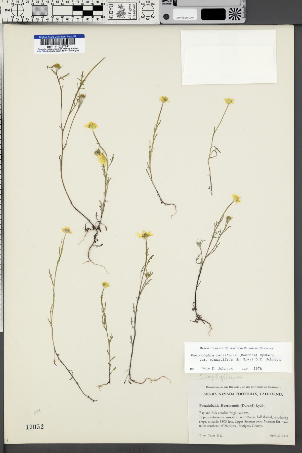 Pseudobahia bahiifolia var. pinnatifida image