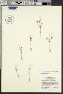Linanthus breviculus image