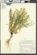 Psilostrophe sparsiflora image