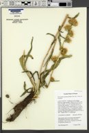 Pyrrocoma racemosa var. racemosa image