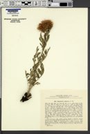 Stemmacantha uniflora image