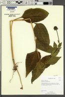 Rudbeckia occidentalis image