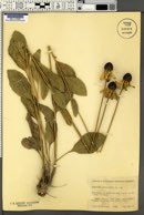 Rudbeckia alismifolia image