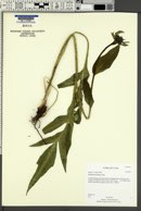 Rudbeckia montana image