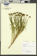 Santolina rosmarinifolia image