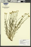 Santolina rosmarinifolia image