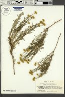 Santolina chamaecyparissus subsp. chamaecyparissus image