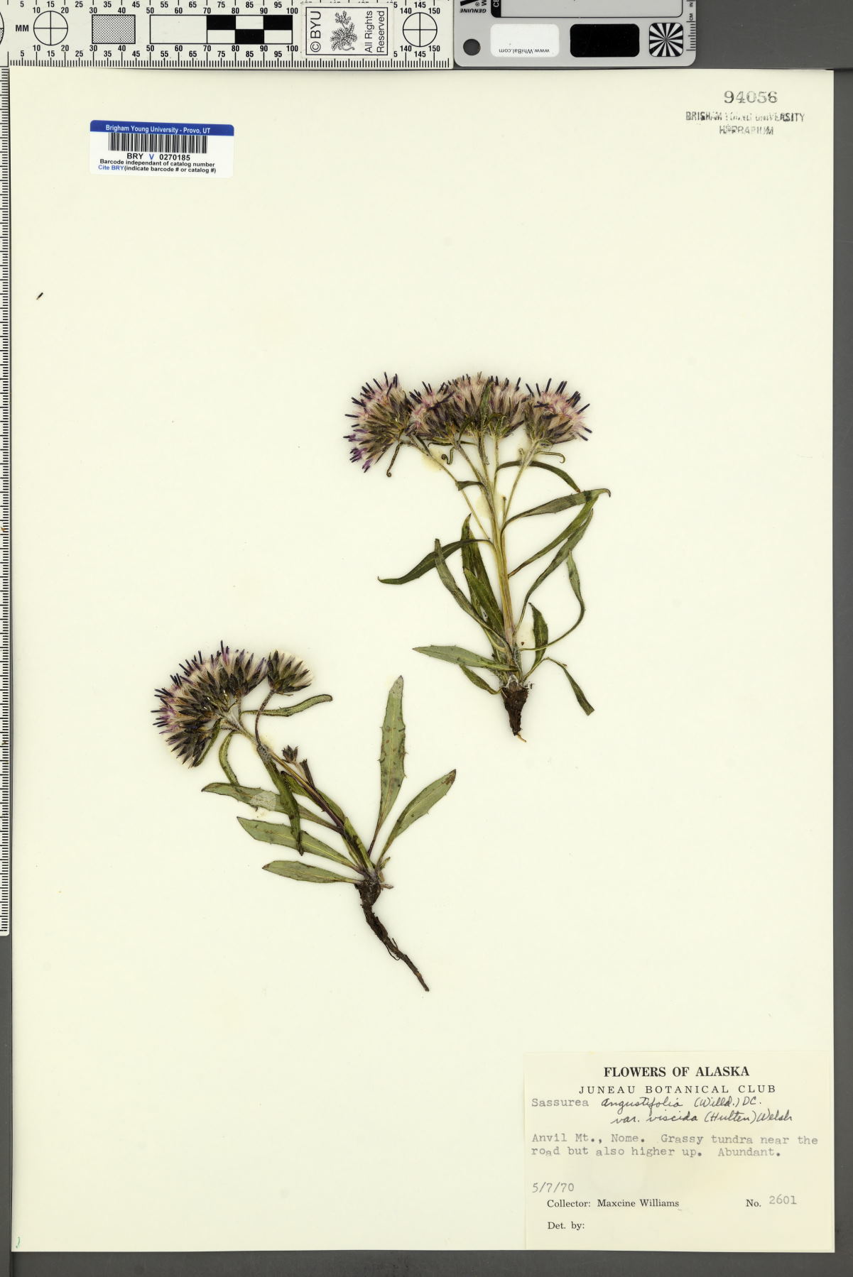 Saussurea angustifolia var. viscida image