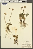 Ranunculus andersonii image