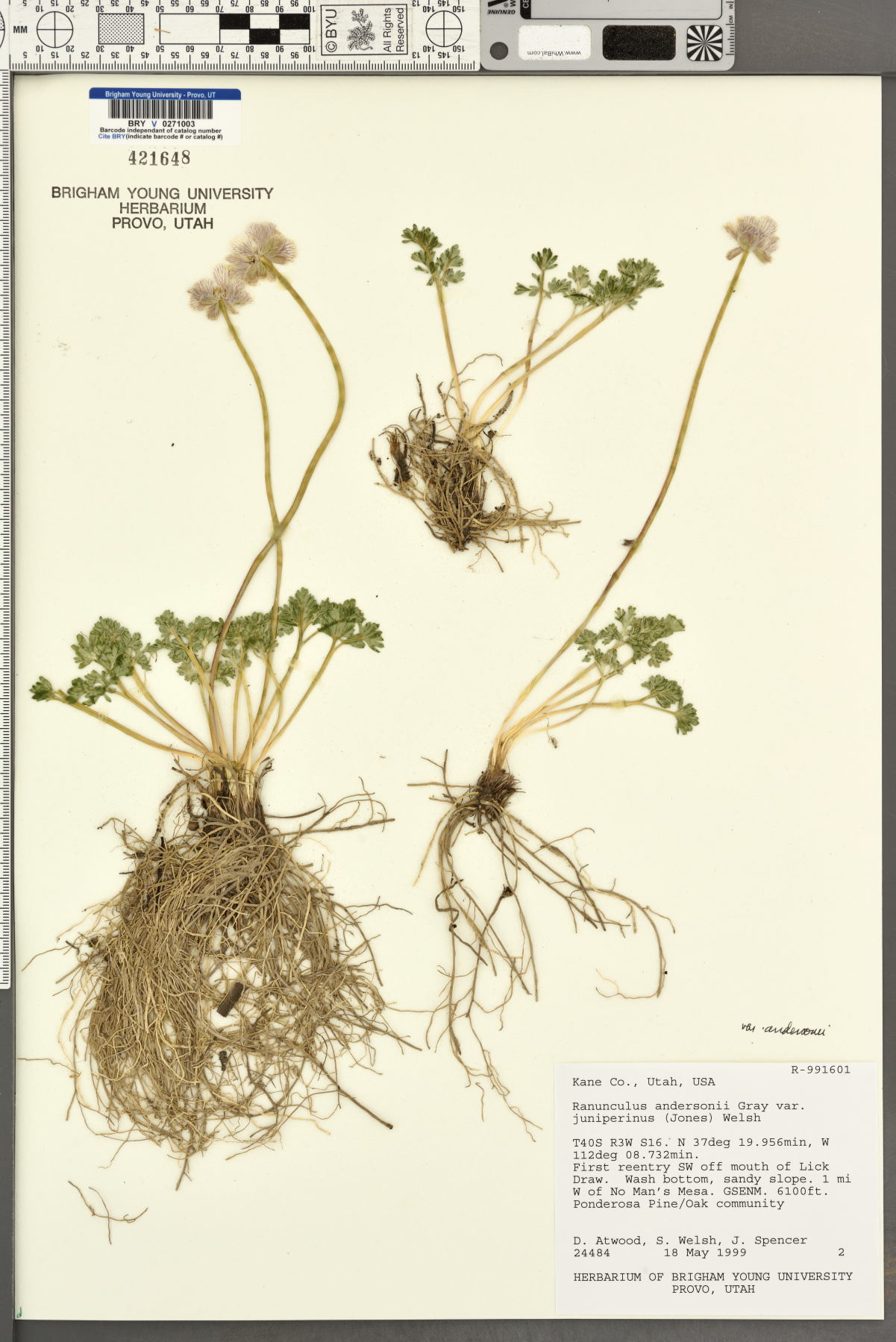Ranunculus andersonii var. andersonii image