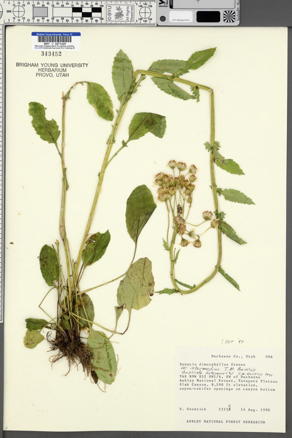 Senecio dimorphophyllus var. intermedius image