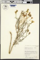 Senecio flaccidus var. flaccidus image