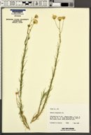 Senecio flaccidus var. monoensis image