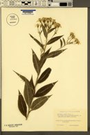 Senecio ovatus subsp. ovatus image