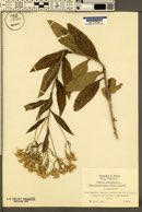 Senecio nemorensis subsp. jacquinianus image